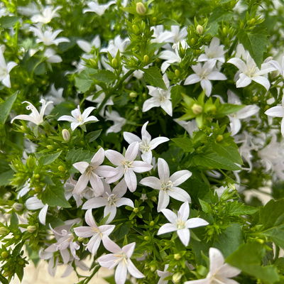 Polster-Glockenblume 'Adansa® White', weiß, Ampeltopf-Ø 19 cm, 2 Pflanzen