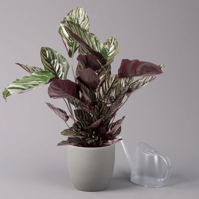 Korbmarante, Goeppertia ornata syn. Calathea, Topf-Ø 19 cm, Höhe ca. 65-85 cm Korbmarante, Goeppertia ornata syn. Calathea, Topf-Ø 19 cm, Höhe ca. 65-85 cm