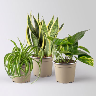 Grünpflanzenkreation  Grünpflanzenkreation