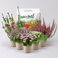 Pflanzenkreation Herbstromantik, rosa-weiß, 5 Pflanzen inkl. Erde
