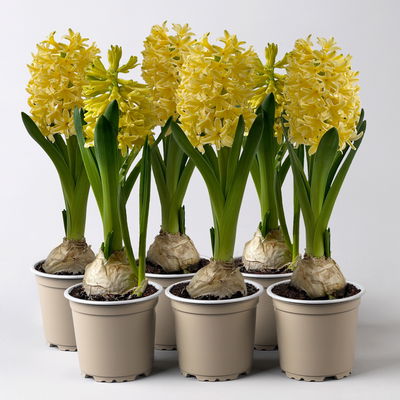 Hyazinthe gelb, vorgetrieben, Topf-Ø 9 cm, 6 Pflanzen