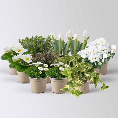 Grabbepflanzung Frühling grün-weiß, 12 Pflanzen