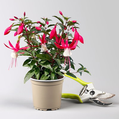 Pflanzenkreation Schatten-Leuchten, groß, 12 Pflanzen inkl. Erde und Dünger