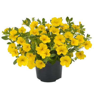 Zauberglöckchen, gelb, Topf-Ø 12 cm, 6 Pflanzen