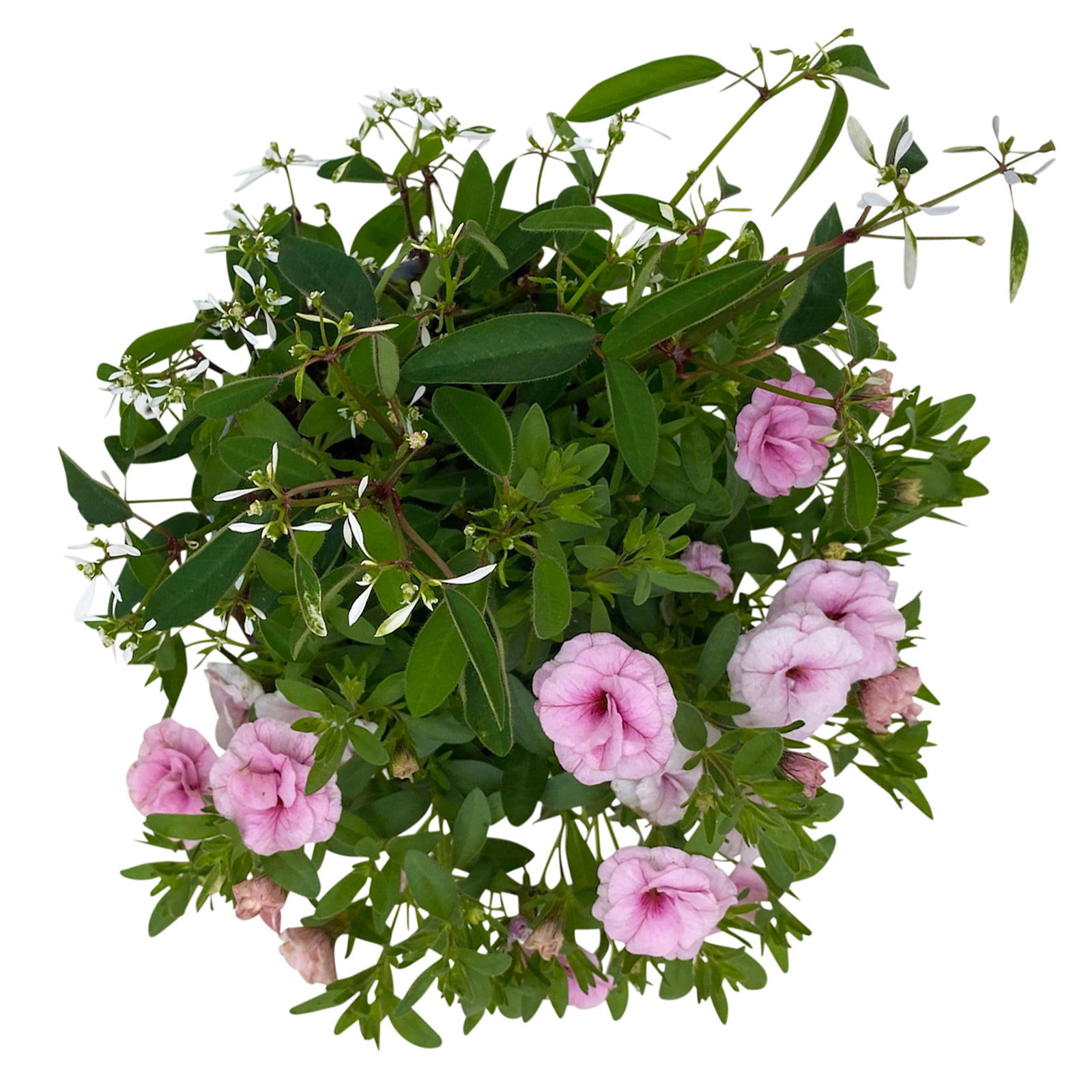 Zauberglöckchen-Schneewolke rosa/weiß, Topf-Ø 13 cm, 6er-Set