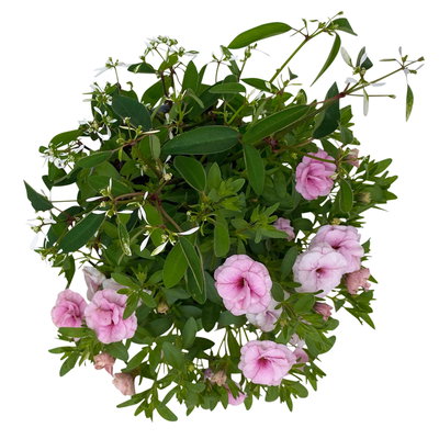 Zauberglöckchen-Schneewolke rosa/weiß, Topf-Ø 13 cm, 6 Pflanzen