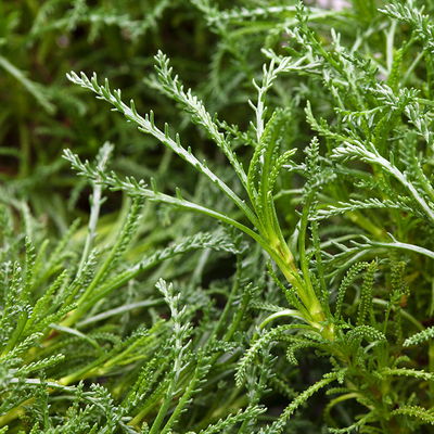 Olivenkraut, Kölle Bio, 12cm Topf, frisch aus unserer Bio-Gärtnerei Olivenkraut, Kölle Bio, 12cm Topf, frisch aus unserer Bio-Gärtnerei