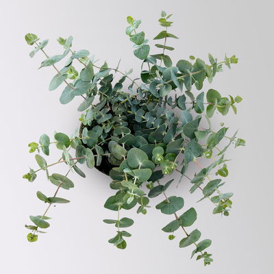 Eukalyptus 'Baby Blue', Topf-Ø 12 cm, 6 Pflanzen