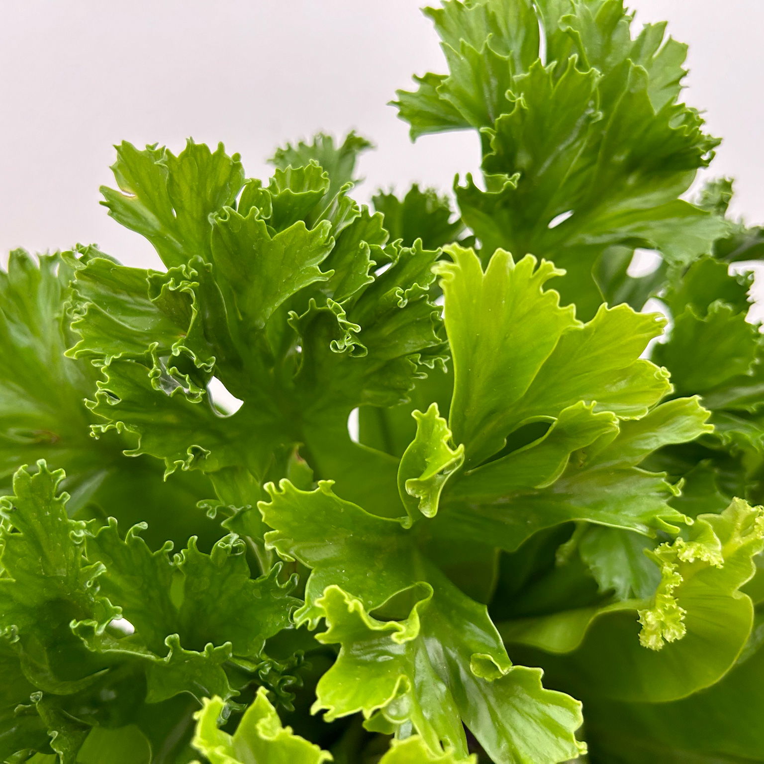 Nestfarn 'Leslie', Topf-Ø 17 cm, Höhe ca. 45 cm, inkl. Keramikübertopf Byron