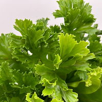 Nestfarn 'Leslie', Topf-Ø 17 cm, Höhe ca. 45 cm, inkl. Keramikübertopf Byron