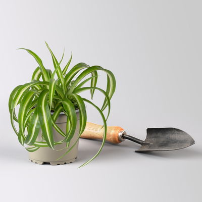 Grünpflanzen Überraschungs-Mix, Topf-Ø 11-14 cm, Höhe 15-50 cm, 6 Pflanzen Grünpflanzen Überraschungs-Mix, Topf-Ø 11-14 cm, Höhe 15-50 cm, 6 Pflanzen