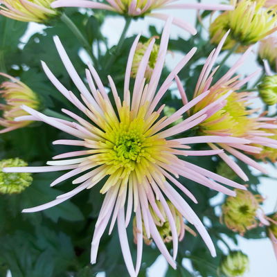 Chrysanthemen Spider Anansi™ Pink, spinnenblütig, Topf 14 cm Ø, 4 Pflanzen