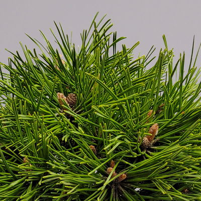 Zwerg Bergkiefer 'Benjamin', Höhe 20-25 cm, Topf 3 Liter, 3er-Set Zwerg Bergkiefer 'Benjamin', Höhe 20-25 cm, Topf 3 Liter, 3er-Set