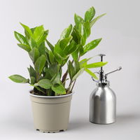 Grünpflanzenkreation 'Einsteiger-Mix', Topf-Ø 12cm + Übertopf Dallas, 4 Pflanzen