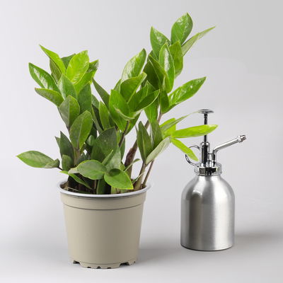 Grünpflanzenkreation 'Einsteiger-Mix', Topf-Ø 12cm + Übertopf Dallas, 4 Pflanzen