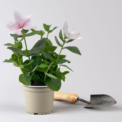 Ballonblume, rosa, Topf-Ø 12 cm, 6er-Set