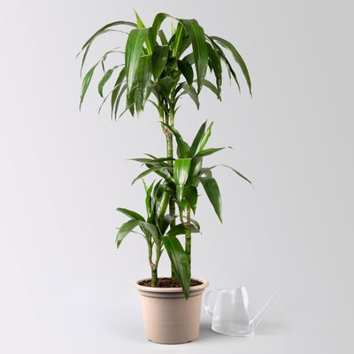 Duftender Drachenbaum 'Janet Craig', Topf-Ø 21 cm, , Höhe ca. 120 cm Duftender Drachenbaum 'Janet Craig', Topf-Ø 21 cm, , Höhe ca. 120 cm