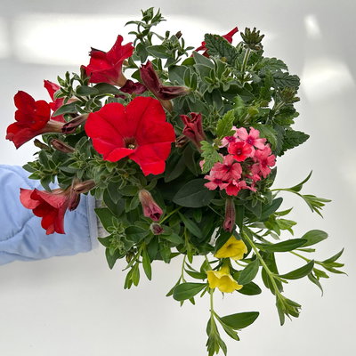 Sommerblüher-Mix, rot-hellrot-gelb, Topf-Ø 13 cm, 6 Pflanzen