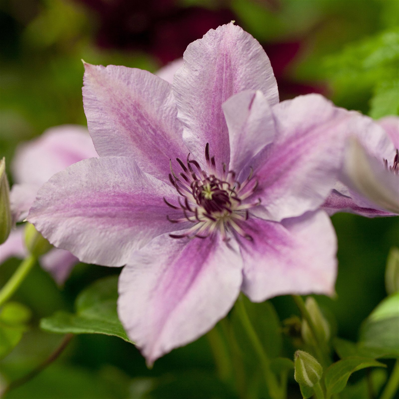 Kölle Clematis 'Nelly Moser', 2 l Topf, 60-80 cm