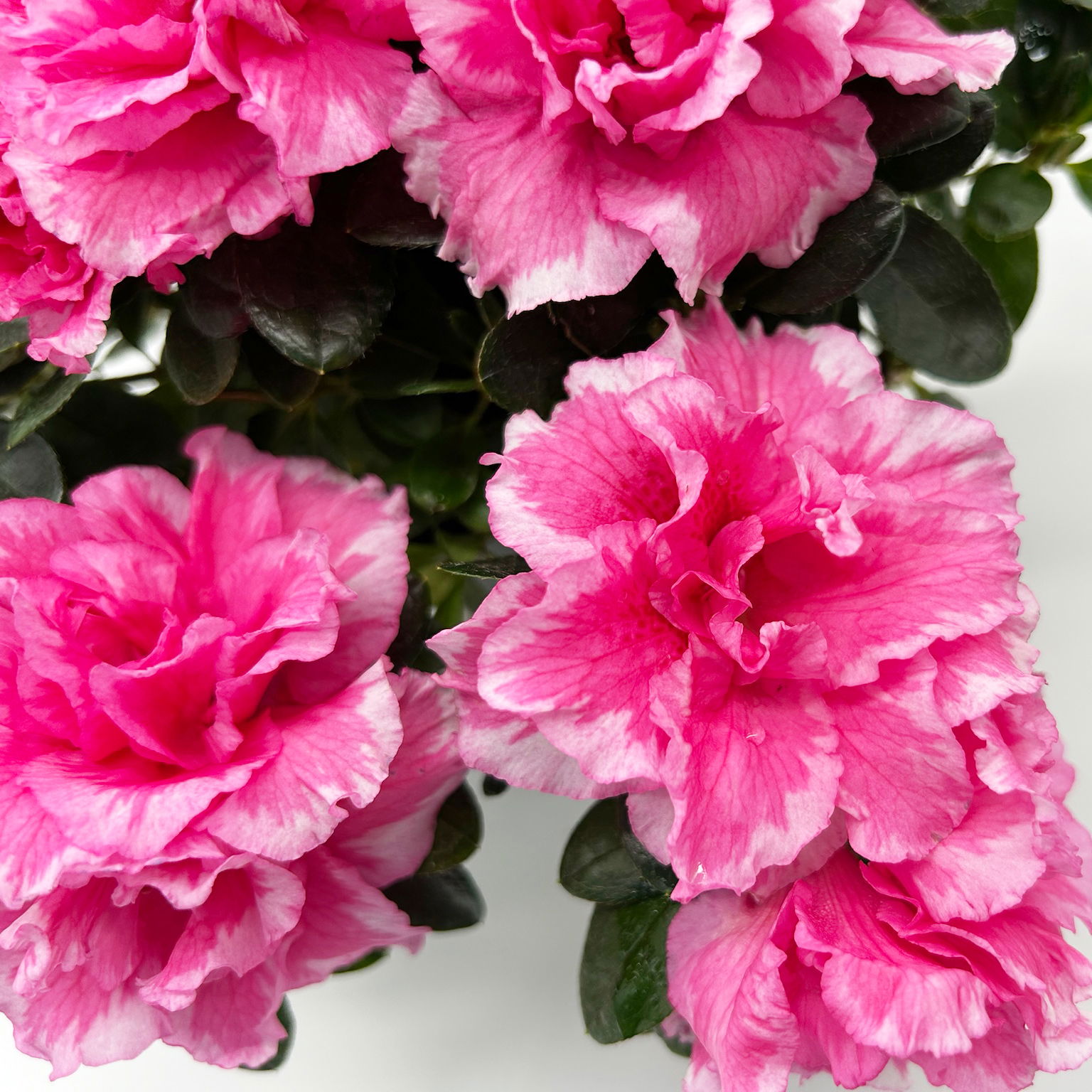 Azalee 'Vogel' Mix, gefüllt, Topf-Ø 11 cm, Höhe ca. 20 cm, 8 Pflanzen Azalee 'Vogel' Mix, gefüllt, Topf-Ø 11 cm, Höhe ca. 20 cm, 8 Pflanzen