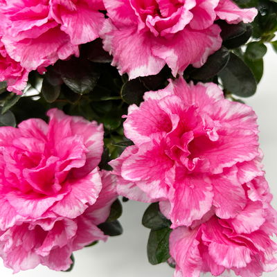 Azalee 'Vogel' Mix, gefüllt, Topf-Ø 11 cm, Höhe ca. 20 cm, 8 Pflanzen Azalee 'Vogel' Mix, gefüllt, Topf-Ø 11 cm, Höhe ca. 20 cm, 8 Pflanzen