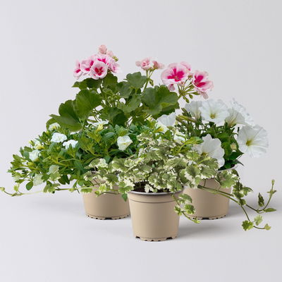 Pflanzenkreation Blütenmärchen, 4 Pflanzen Pflanzenkreation Blütenmärchen, 4 Pflanzen