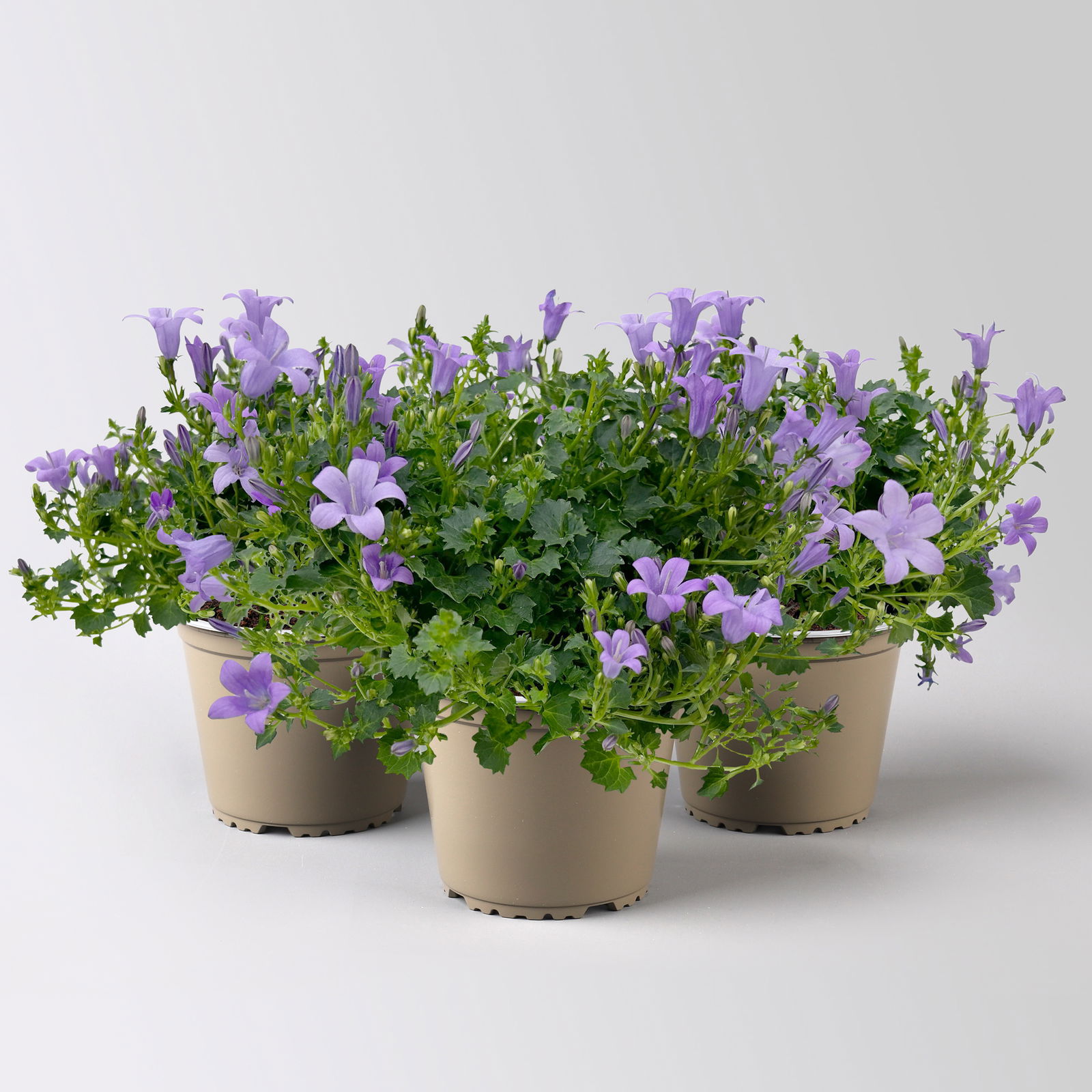 Campanula 'Ambella® Lavender' flieder, Topf-Ø 12 cm, 3er-Set