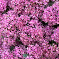 Kölles Beste Fetthenne 'Carl' rosa, 3 Liter Topf Kölles Beste Fetthenne 'Carl' rosa, 3 Liter Topf