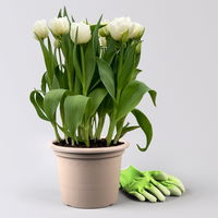 Tulpe 'Mondial' cremeweiß, vorgetrieben, Topf-Ø 23 cm