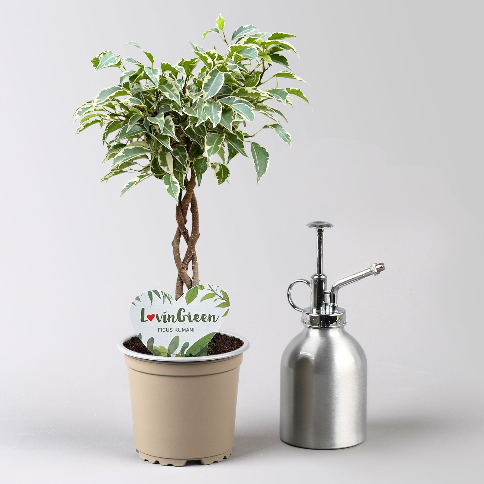 Ficus Flechtstamm Mix 'Kumani' & 'Maya' , Topf-Ø 12 cm, Höhe ca. 40 cm, 2 Stück