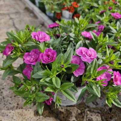 Zauberglöckchen 'Can-Can Rosies Magenta', pink, Topf-Ø 13 cm, 6 Pflanzen