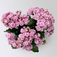 Kalanchoe 'Queen'®, rosa, Topf-Ø 14 cm, 3 Pflanzen