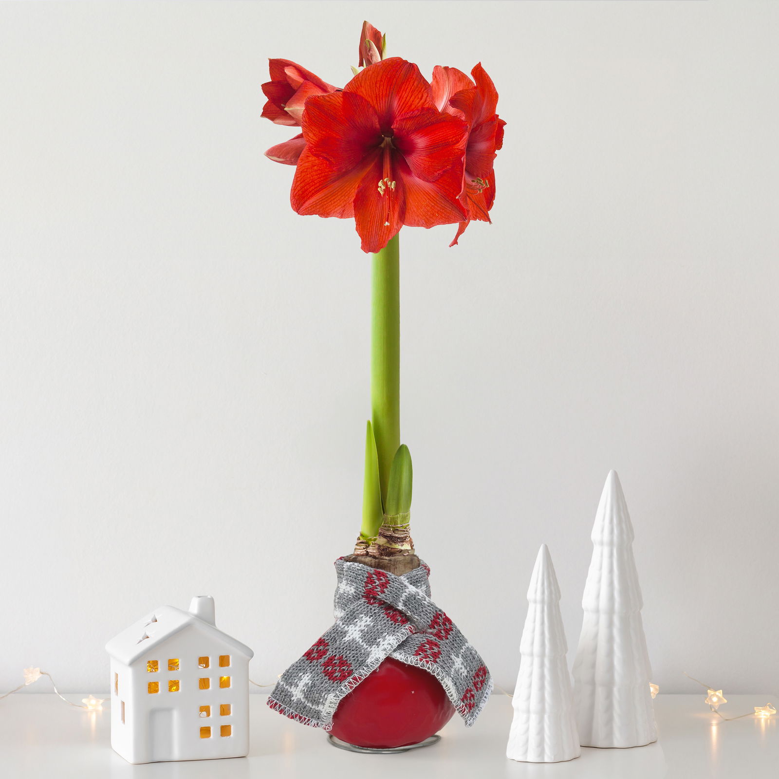 Amaryllis in Wachs, Dekor 'rot mit Winterschal', Blüte rot