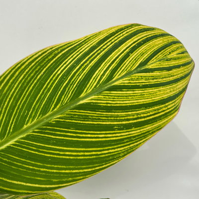 Canna 'Pretoria', Blätter gestreift, Topf-Ø 17 cm, 2 Pflanzen
