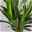 Palmlilie in Topf Tusca, Topf-Ø 17 cm, Höhe ca. 60-80 cm