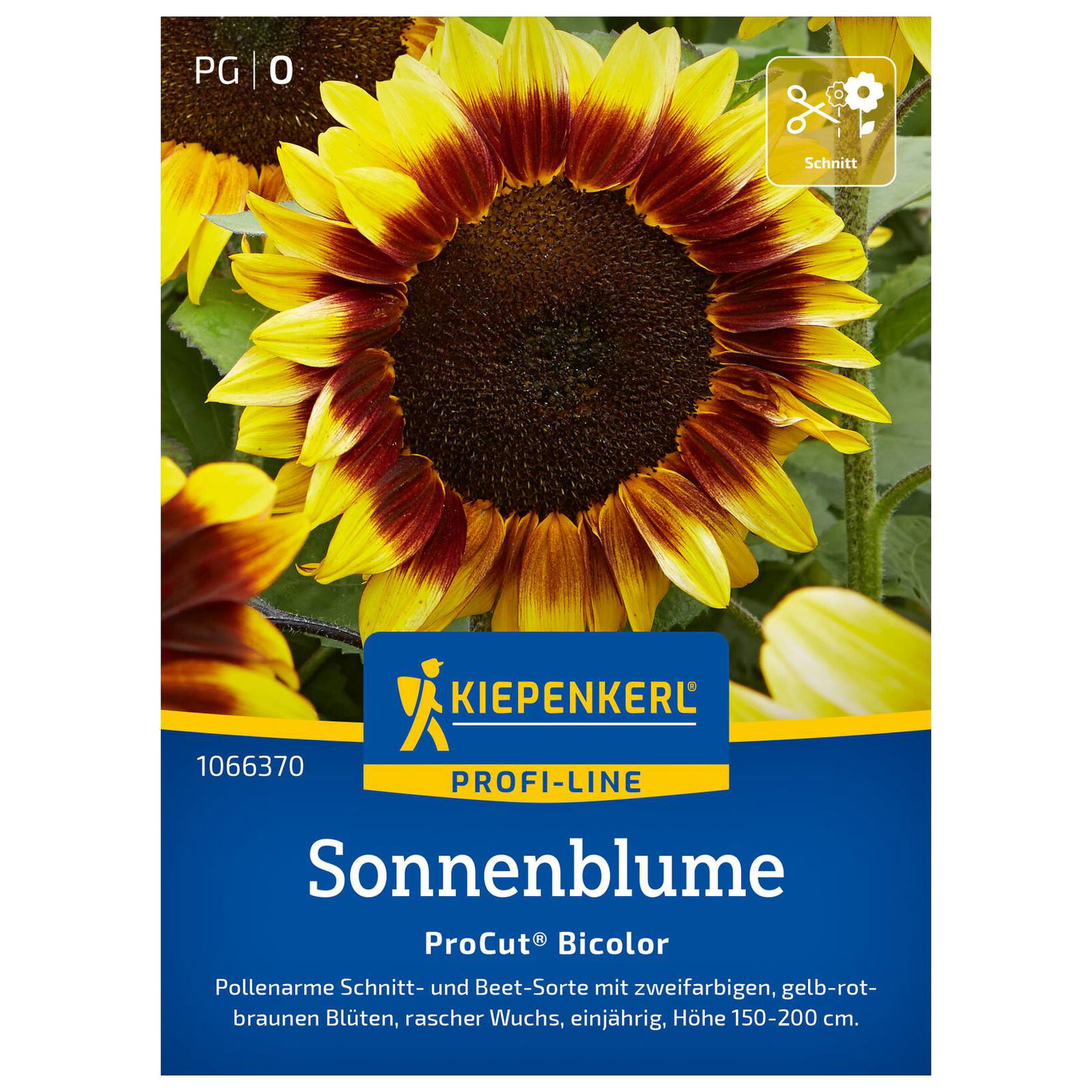 Blumensamen, Sonnenblume 'Pro Cut Bicolor', gelb
