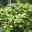 Bio Erdbeere Hummi® 'Waldfee', Topf 11x 11 cm, 3 Pflanzen Bio Erdbeere Hummi® 'Waldfee', Topf 11x 11 cm, 3 Pflanzen