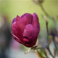 2er-Set Magnolien 'Besonderheiten Purpurrot' 'Black Tulip'®, 'Genie'®, Höhe 40-60 cm, im 5 Liter Topf