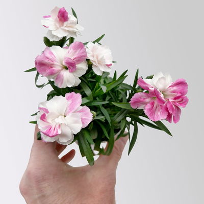 Dianthus 'Pink & Proud®' Mini weiß-pik, Topf-Ø 7 cm, 12 Pflanzen