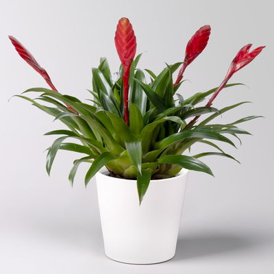 Vriesea 'Astrid', rot, im Übertopf Dallas weiß, Topf-Ø 12 cm Vriesea 'Astrid', rot, im Übertopf Dallas weiß, Topf-Ø 12 cm