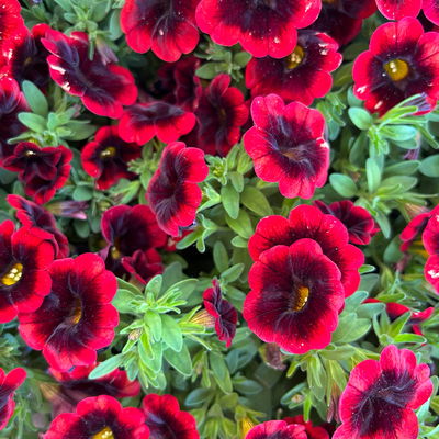 Zauberglöckchen 'Duo', rot-weiß, Topf-Ø 14 cm, 4 Pflanzen