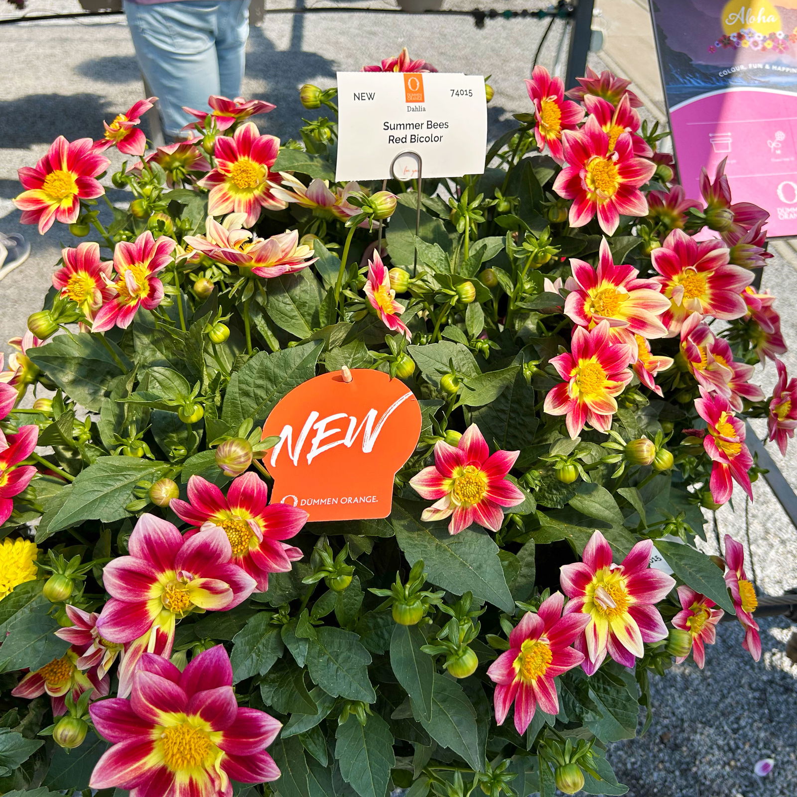 Dahlie 'Summer Bees Red Bicolor' rot, Topf- Ø 21 cm