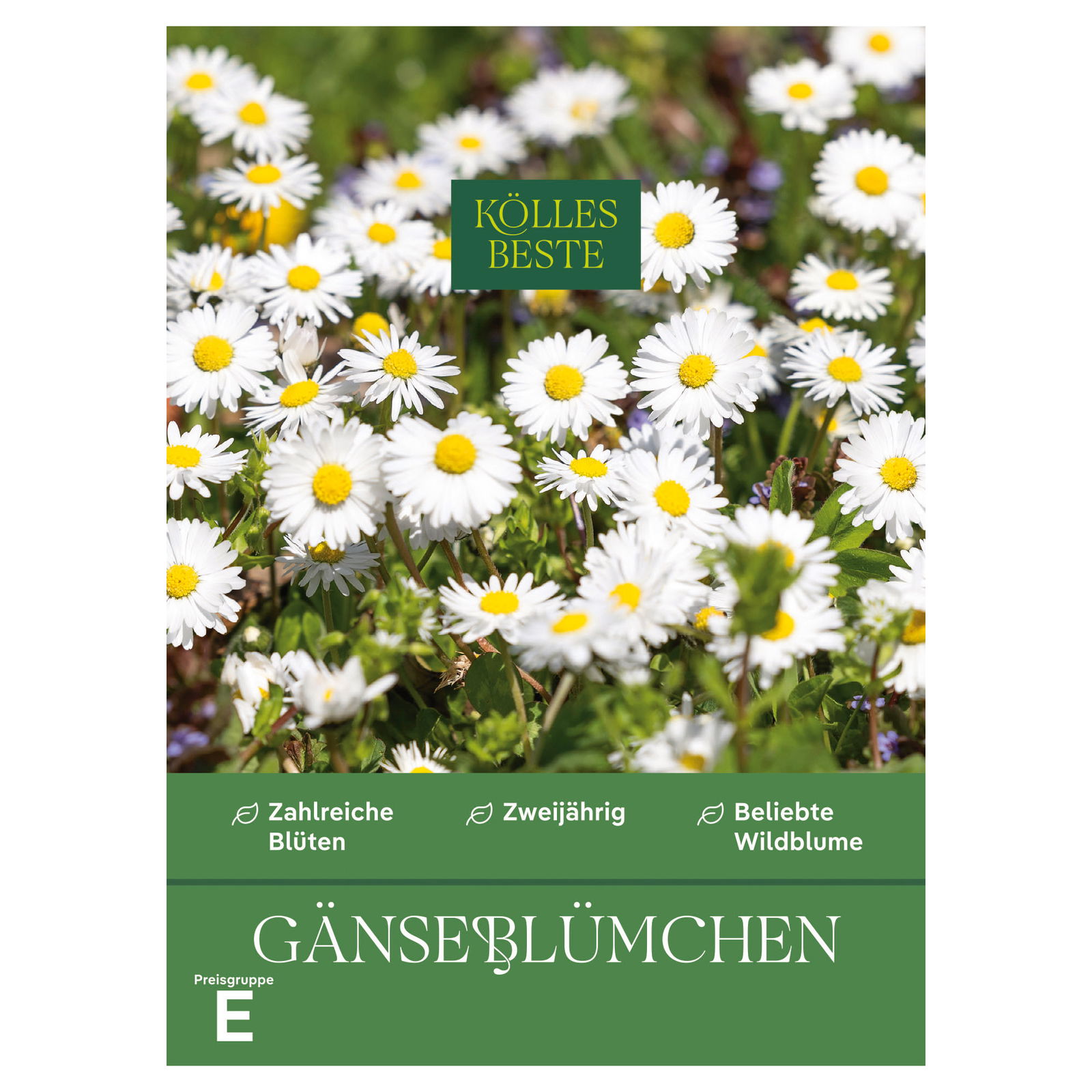 Kölles Beste Blumensamen, Gänseblümchen