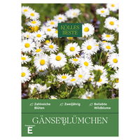 Kölles Beste Blumensamen, Gänseblümchen
