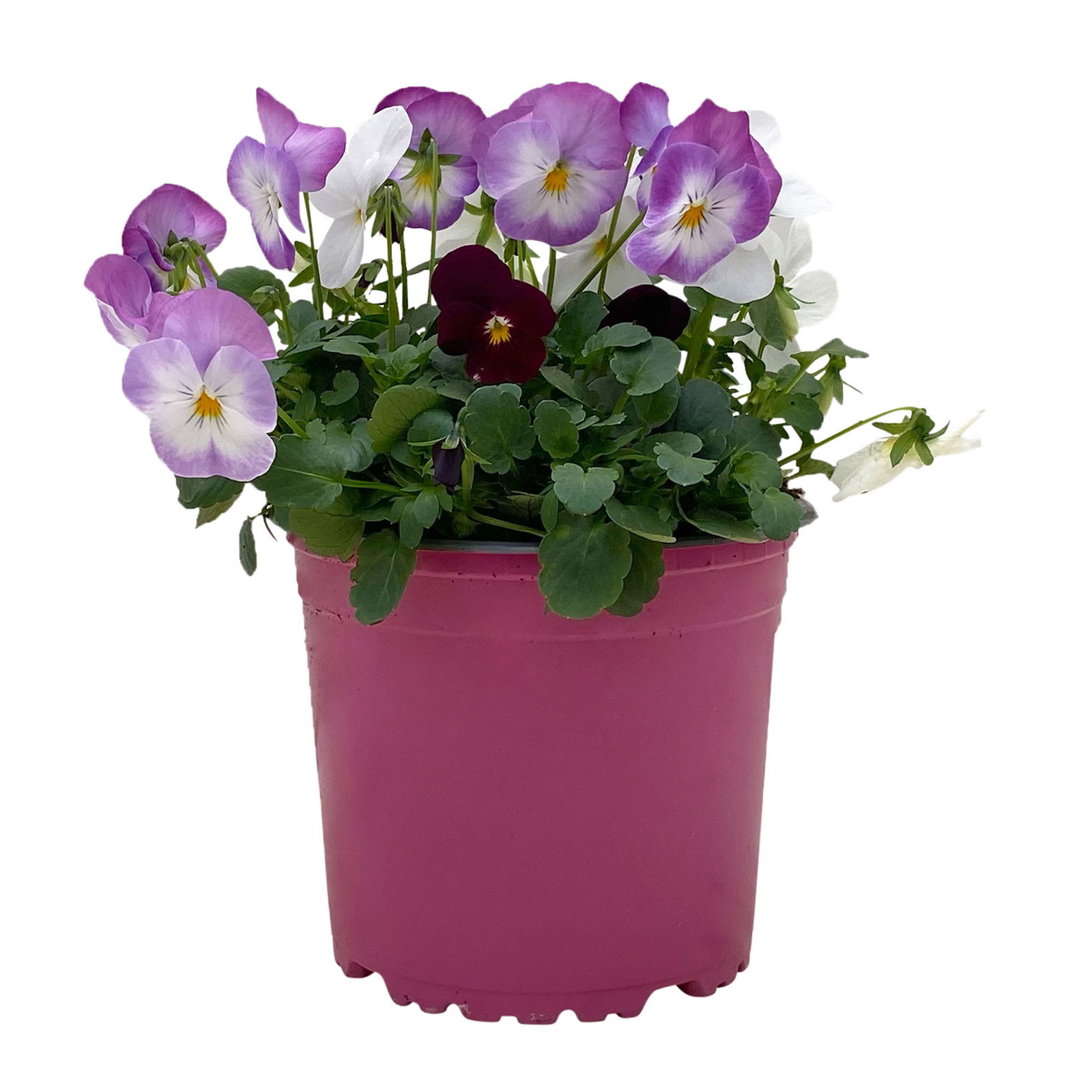 Hornveilchen 'Trio', rosa-weiß-burgund, Topf -Ø 13 cm, 6 Pflanzen