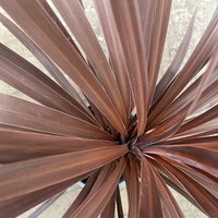 Keulenlilie 'Red Star', rotlaubig, Topf-Ø 24 cm, Höhe ca. 90 cm Keulenlilie 'Red Star', rotlaubig, Topf-Ø 24 cm, Höhe ca. 90 cm