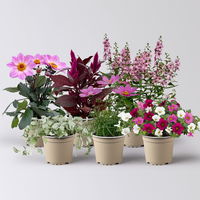 Pflanzenkreation Sommerromantik, groß, 6 Pflanzen