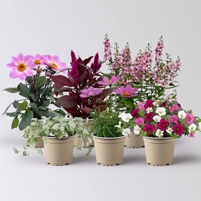 Pflanzenkreation Sommerromantik, groß, 6 Pflanzen