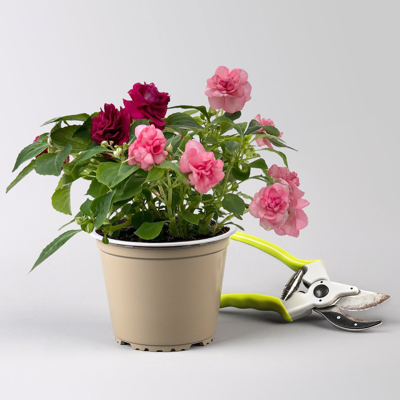 Fleißiges Lieschen-Duo, burgunder-pink, gefüllt, Topf -Ø 12 cm, 4 Pflanzen