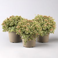 Sedum pellucida 'Little Missy' rosa, Topf-Ø 12 cm, 3er-Set